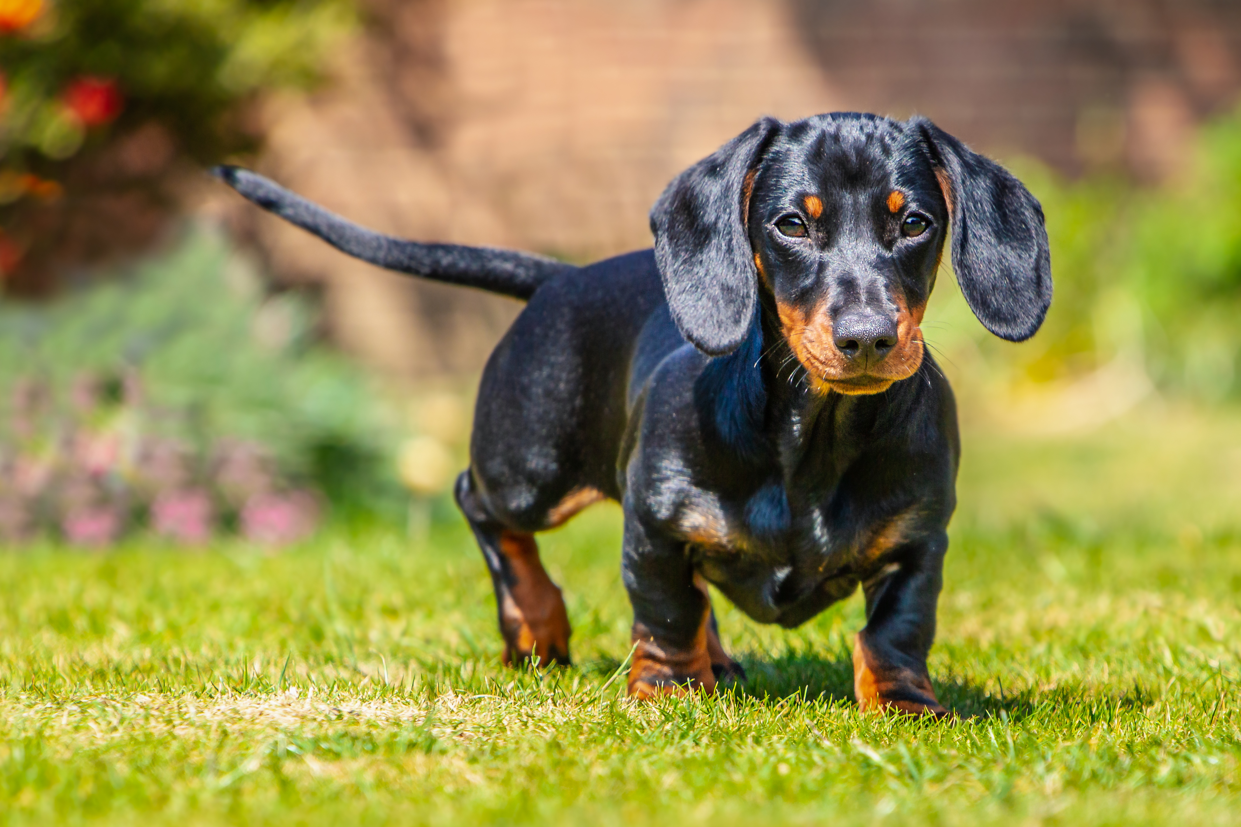 Heather Briggs professional dog breeder family